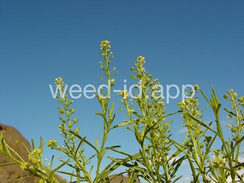 pepperweed, greenflower